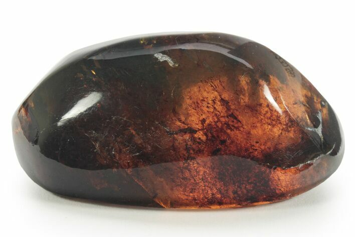 Polished Chiapas Amber ( grams) - Mexico #232593